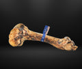 Barkworthies Femur Bone