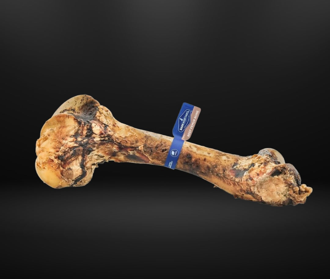 Barkworthies Femur Bone